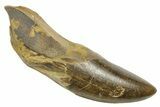 Serrated, Fossil Tyrannosaurus (Trex) Tooth - Wyoming #372365-1